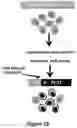 Fig. 04 - Using Truncated Guide RNAs (tru-gRNAs) to Increase Specificity for RNA-Guided Genome Editing