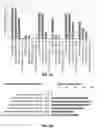 Fig. 08 - Using Truncated Guide RNAs (tru-gRNAs) to Increase Specificity for RNA-Guided Genome Editing