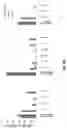 Fig. 17 - Using Truncated Guide RNAs (tru-gRNAs) to Increase Specificity for RNA-Guided Genome Editing