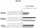 Fig. 23 - Using Truncated Guide RNAs (tru-gRNAs) to Increase Specificity for RNA-Guided Genome Editing