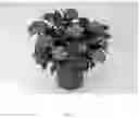 Fig. 02 - plant named Bailmacseven
