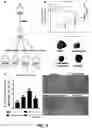 Fig. 09 - COMPOUNDS FOR TREATING HEPATOCELLULAR CARCINOMA