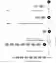 Fig. 01 - COMPOSITION FOR PREVENTING, AMELIORATING, OR TREATING COGNITIVE DYSFUNCTION DISEASE, COMPRISING PEPTIDE HAVING SYNAPTIC PLASTICITY CONTROL FUNCTION