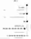 Fig. 02 - COMPOSITION FOR PREVENTING, AMELIORATING, OR TREATING COGNITIVE DYSFUNCTION DISEASE, COMPRISING PEPTIDE HAVING SYNAPTIC PLASTICITY CONTROL FUNCTION
