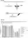 Fig. 45 - TRANSFERRIN RECEPTOR-BINDING MOLECULES, CONJUGATES THEREOF AND THEIR USES