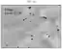 Fig. 11 - Method of preparing positive active material for rechargeable lithium battery