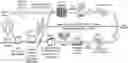 Fig. 01 - TIL expansion processes using specific cytokine combinations and/or AKTi treatment