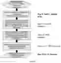 Fig. 10 - TIL expansion processes using specific cytokine combinations and/or AKTi treatment