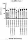 Fig. 131 - TIL expansion processes using specific cytokine combinations and/or AKTi treatment