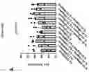Fig. 145 - TIL expansion processes using specific cytokine combinations and/or AKTi treatment