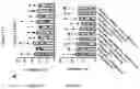 Fig. 151 - TIL expansion processes using specific cytokine combinations and/or AKTi treatment