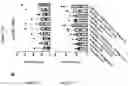 Fig. 152 - TIL expansion processes using specific cytokine combinations and/or AKTi treatment