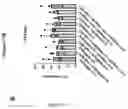 Fig. 154 - TIL expansion processes using specific cytokine combinations and/or AKTi treatment