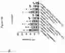 Fig. 161 - TIL expansion processes using specific cytokine combinations and/or AKTi treatment