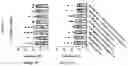 Fig. 216 - TIL expansion processes using specific cytokine combinations and/or AKTi treatment