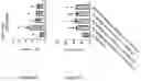 Fig. 321 - TIL expansion processes using specific cytokine combinations and/or AKTi treatment