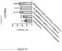 Fig. 334 - TIL expansion processes using specific cytokine combinations and/or AKTi treatment