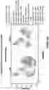 Fig. 396 - TIL expansion processes using specific cytokine combinations and/or AKTi treatment