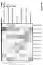 Fig. 403 - TIL expansion processes using specific cytokine combinations and/or AKTi treatment