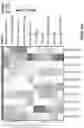 Fig. 421 - TIL expansion processes using specific cytokine combinations and/or AKTi treatment
