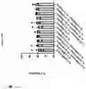 Fig. 77 - TIL expansion processes using specific cytokine combinations and/or AKTi treatment