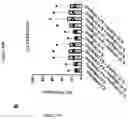Fig. 86 - TIL expansion processes using specific cytokine combinations and/or AKTi treatment