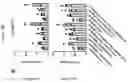 Fig. 92 - TIL expansion processes using specific cytokine combinations and/or AKTi treatment