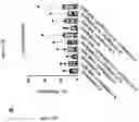 Fig. 97 - TIL expansion processes using specific cytokine combinations and/or AKTi treatment