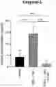 Fig. 01 - MATERIALS AND METHODS FOR TREATING CORNEAL DYSFUNCTION