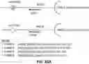 Fig. 45 - RNA and DNA analysis using engineered surfaces