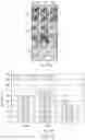 Fig. 07 - COMPOSITIONS AND METHODS FOR IDENTIFICATION, ASSESSMENT AND TREATMENT OF CANCER PATIENT