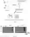 Fig. 06 - ANALYSIS OF PROTEIN KINASES IN LIVE CELLS