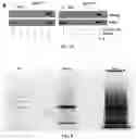 Fig. 07 - ANALYSIS OF PROTEIN KINASES IN LIVE CELLS