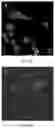 Fig. 09 - ANALYSIS OF PROTEIN KINASES IN LIVE CELLS