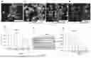 Fig. 02 - OMEGA-3 POLYUNSATURATED FATTY ACIDS FOR TREATING / PREVENTING MALE INFERTILITY IN PREPUBERTAL CANDIDATES FOR GONADOTOXIC THERAPIES