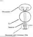 Fig. 02 - METHODS AND COMPOSITIONS FOR TREATING AND PREVENTING VIRAL INFECTION