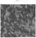 Fig. 16 - COMPOSITIONS AND METHODS USING METHANOTROPHIC S-LAYER PROTEINS FOR EXPRESSION OF HETEROLOGOUS PROTEINS