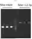 Fig. 19 - COMPOSITIONS AND METHODS USING METHANOTROPHIC S-LAYER PROTEINS FOR EXPRESSION OF HETEROLOGOUS PROTEINS