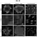 Fig. 08 - Methods for Generation for Pluripotent and Multipotent Cells