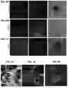 Fig. 09 - Methods for Generation for Pluripotent and Multipotent Cells