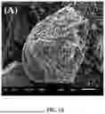 Fig. 03 - IMMOBILIZED CRUDE ENZYME FOR DEGRADING COMPLEX POLYCYCLIC AROMATIC HYDROCARBONs (PAHs) IN SOIL AND PREPARATION METHOD THEREOF