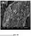 Fig. 07 - IMMOBILIZED CRUDE ENZYME FOR DEGRADING COMPLEX POLYCYCLIC AROMATIC HYDROCARBONs (PAHs) IN SOIL AND PREPARATION METHOD THEREOF