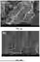 Fig. 13 - IMMOBILIZED CRUDE ENZYME FOR DEGRADING COMPLEX POLYCYCLIC AROMATIC HYDROCARBONs (PAHs) IN SOIL AND PREPARATION METHOD THEREOF