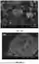 Fig. 14 - IMMOBILIZED CRUDE ENZYME FOR DEGRADING COMPLEX POLYCYCLIC AROMATIC HYDROCARBONs (PAHs) IN SOIL AND PREPARATION METHOD THEREOF