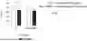 Fig. 01 - METHOD FOR CRYOPRESERVING ENGINEERED TREGS