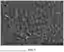 Fig. 08 - METHOD FOR PRODUCING SUPERHYDROPHOBIC CARBON NANOTUBE SHEETS