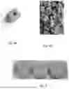 Fig. 04 - ELABORATION OF CERAMIC MATERIALS MADE FROM REFRACTORY WASTE FOR HIGH-TEMPERATURE THERMAL ENERGY STORAGE APPLICATIONS