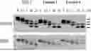 Fig. 01 - N-Linked Glycosylation Inhibitors and Methods of Using Same