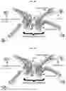 Fig. 03 - GENETICALLY ENGINEERED RECOMBINANT PROTEINS FOR FUNCTIONAL REGENERATIVE TISSUE SCAFFOLDS