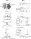 Fig. 05 - GENETICALLY ENGINEERED RECOMBINANT PROTEINS FOR FUNCTIONAL REGENERATIVE TISSUE SCAFFOLDS